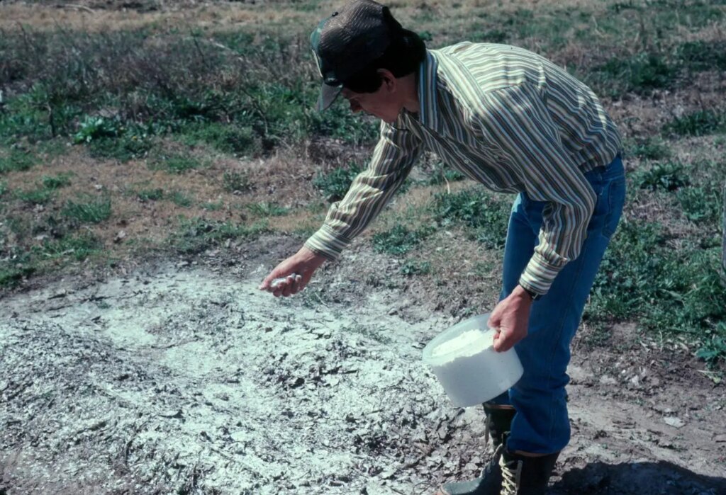 Come si usa la cenere per fertilizzare i pomodori? Ecco la risposta