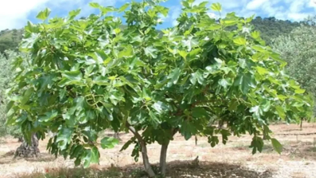 Questo albero da frutto attira serpenti: ecco perché è meglio evitarlo in giardino