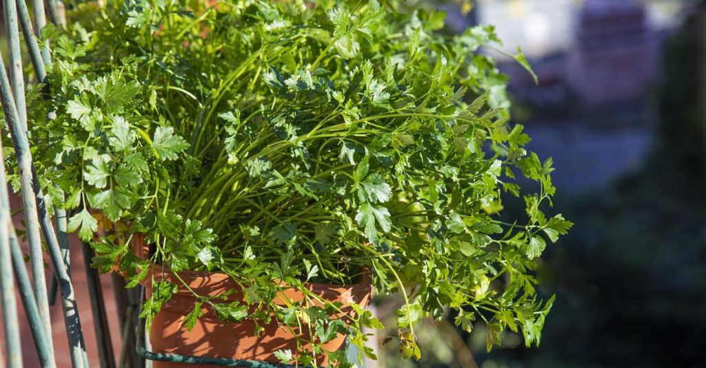 Accelerare la crescita del prezzemolo: il metodo fai-da-te infallibile