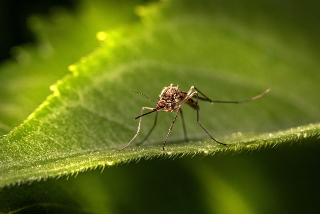 Suggerimenti degli esperti per tenere lontane le zanzare dal giardino.