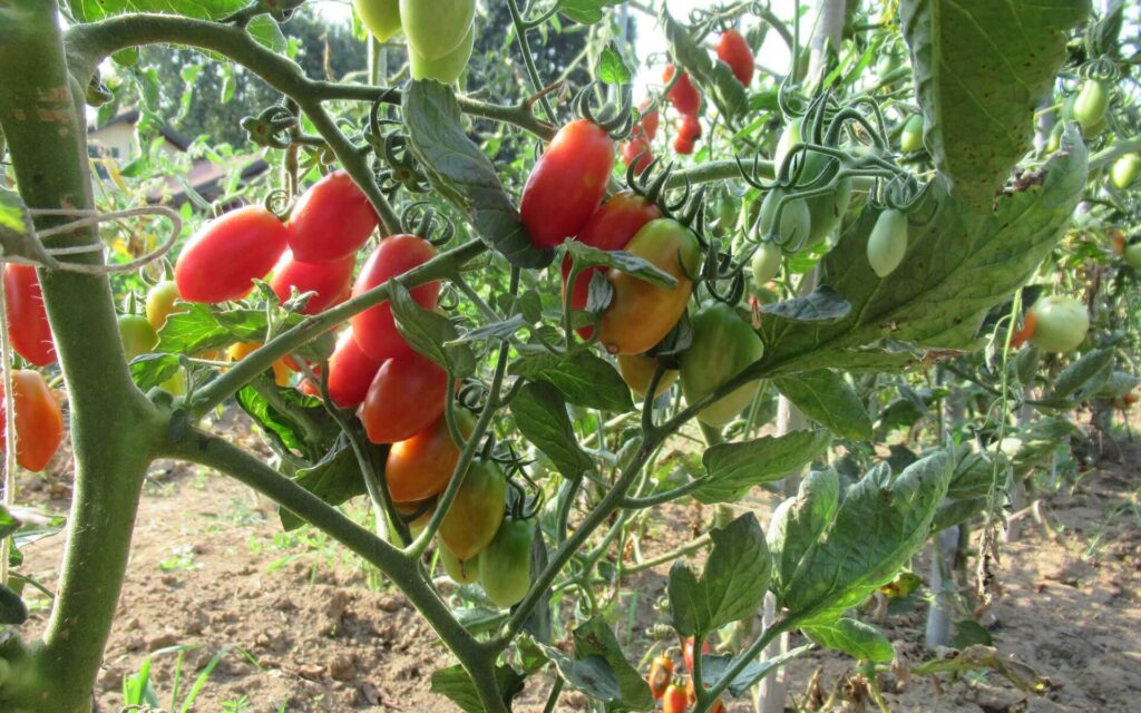 Pomodori da seme o da piantina? Ecco cosa scegliere